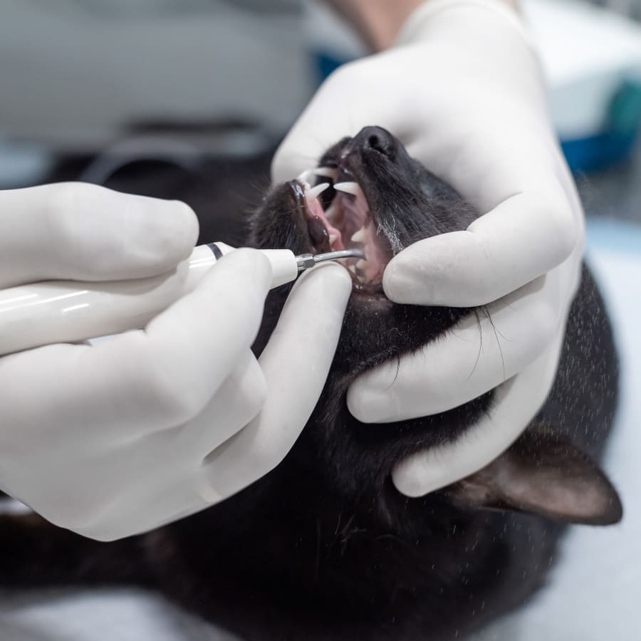 Cat & Dog Dental Care, Mamaroneck Vet