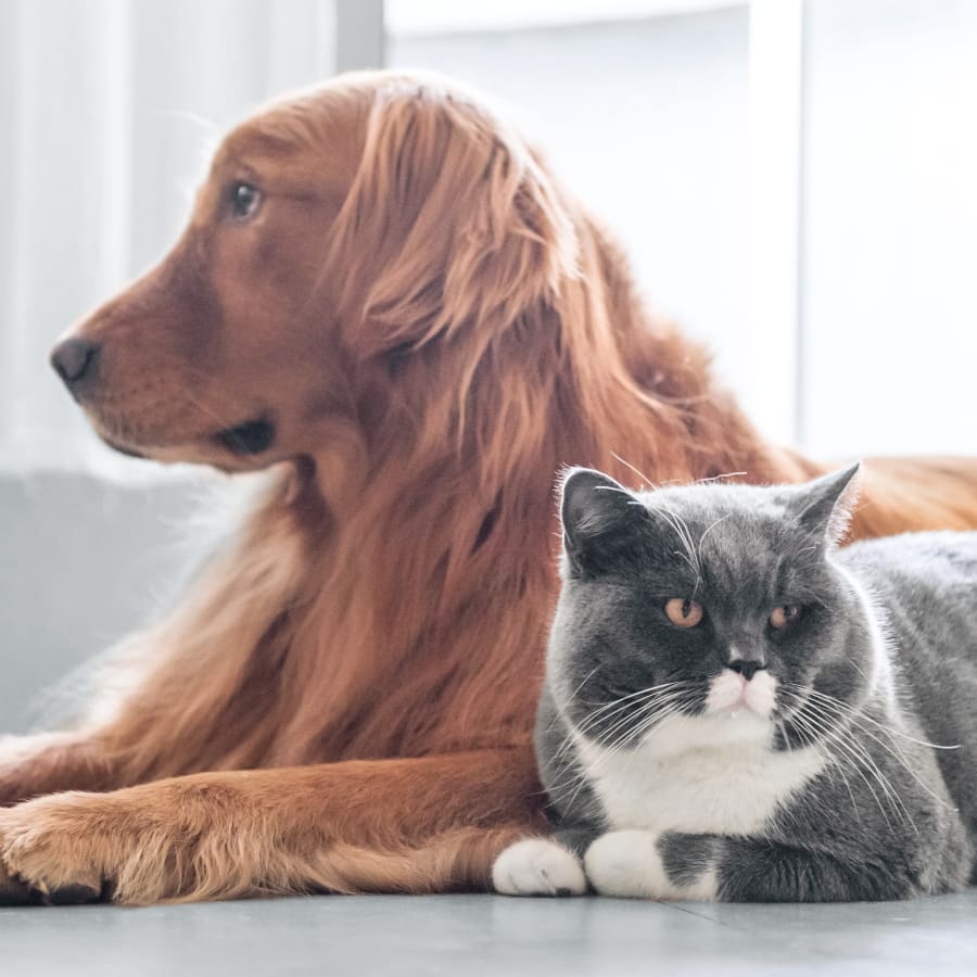 Veterinary Geriatric Care for Senior Dogs & Cats in Mamaroneck