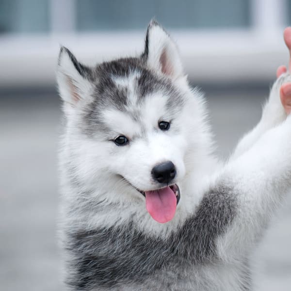 husky dog at animal hospital