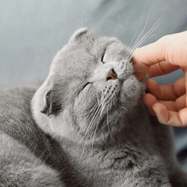 Gray cat at vet exam