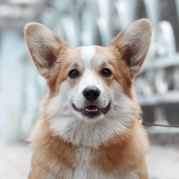 dog after vaccination
