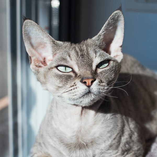 geriatric cat