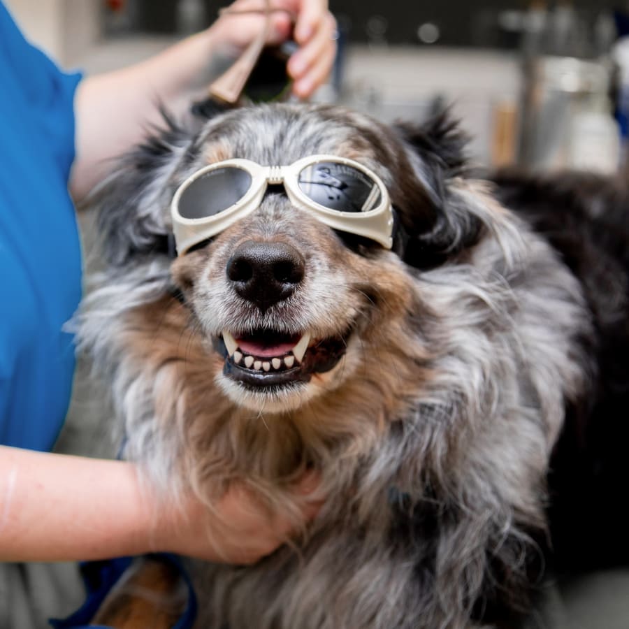 Cold Laser Therapy, Mamaroneck Veterinarians